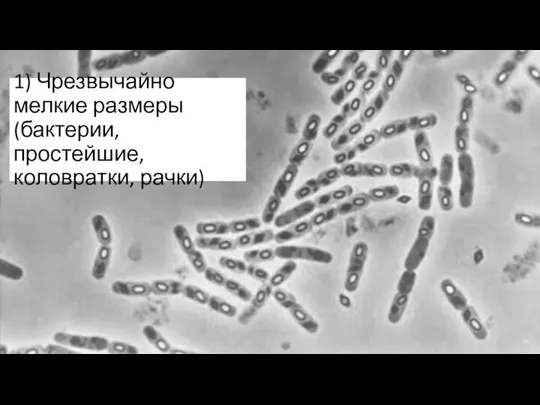 1) Чрезвычайно мелкие размеры (бактерии, простейшие, коловратки, рачки)