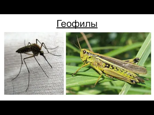 Геофилы