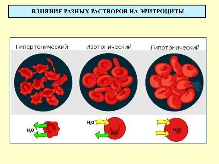 ВЛИЯНИЕ РАЗНЫХ РАСТВОРОВ НА ЭРИТРОЦИТЫ