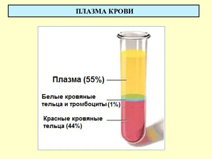 ПЛАЗМА КРОВИ