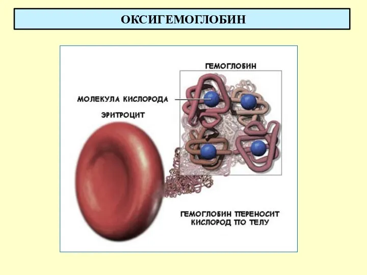 ОКСИГЕМОГЛОБИН