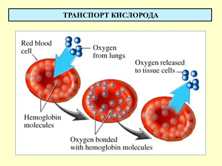 ТРАНСПОРТ КИСЛОРОДА
