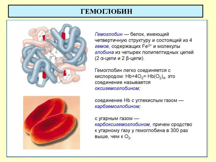 ГЕМОГЛОБИН