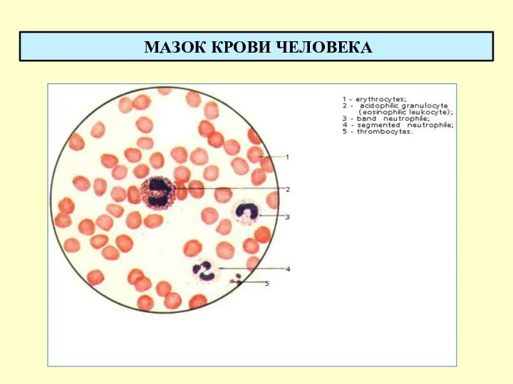 МАЗОК КРОВИ ЧЕЛОВЕКА