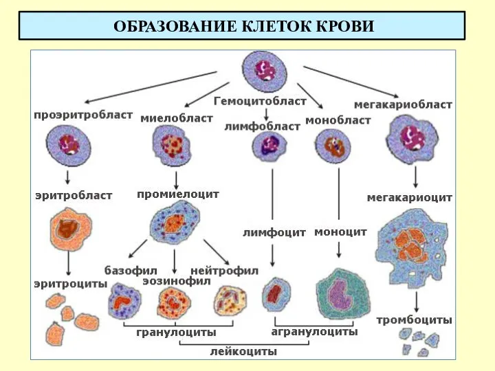 ОБРАЗОВАНИЕ КЛЕТОК КРОВИ