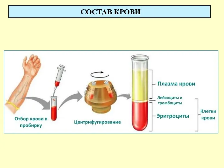 СОСТАВ КРОВИ