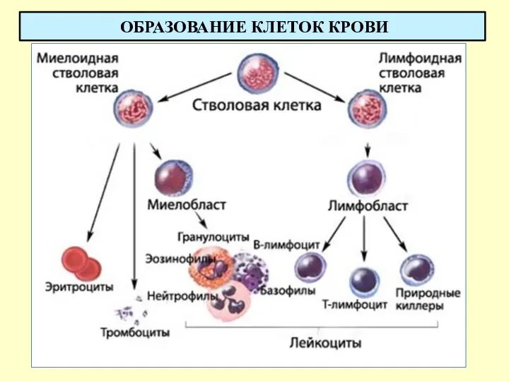 ОБРАЗОВАНИЕ КЛЕТОК КРОВИ