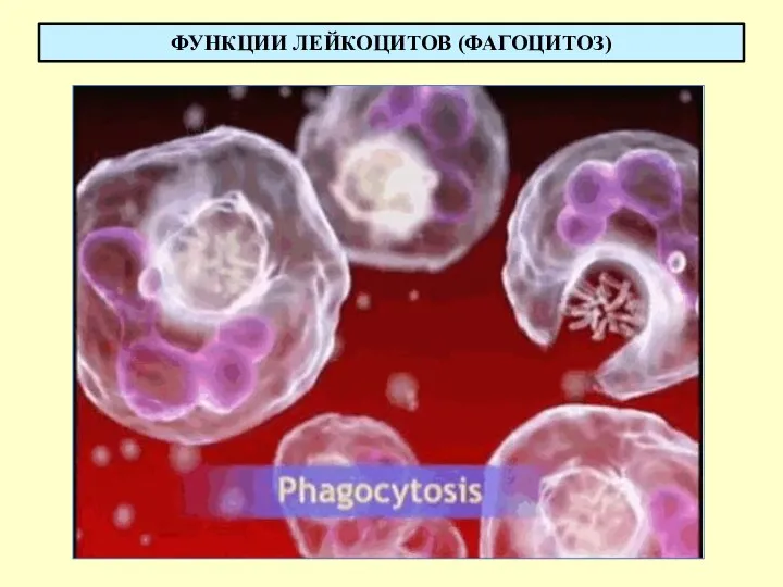 ФУНКЦИИ ЛЕЙКОЦИТОВ (ФАГОЦИТОЗ)