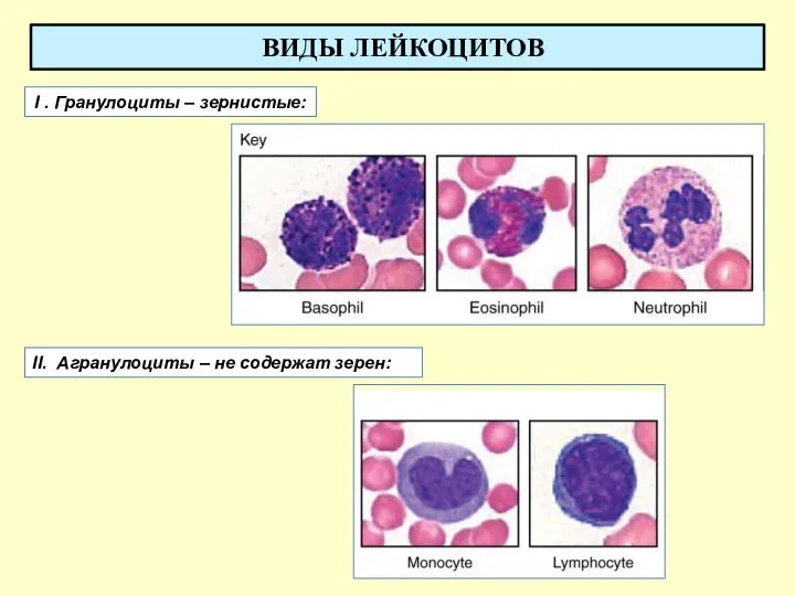 ВИДЫ ЛЕЙКОЦИТОВ I . Гранулоциты – зернистые: II. Агранулоциты – не содержат зерен: