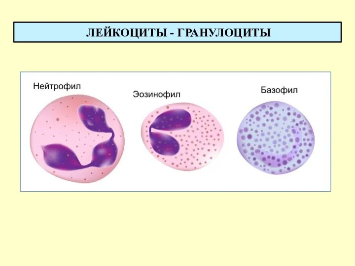 ЛЕЙКОЦИТЫ - ГРАНУЛОЦИТЫ