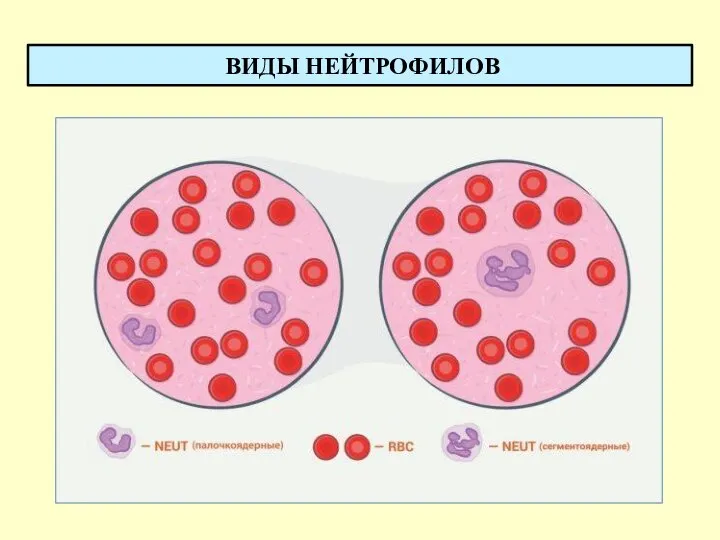 ВИДЫ НЕЙТРОФИЛОВ