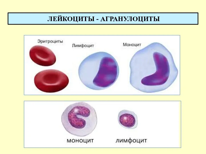 ЛЕЙКОЦИТЫ - АГРАНУЛОЦИТЫ