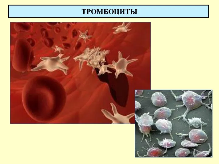 ТРОМБОЦИТЫ