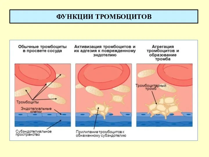 ФУНКЦИИ ТРОМБОЦИТОВ