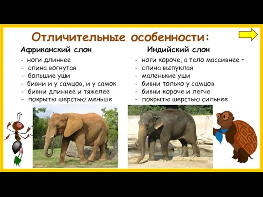 Отличительные особенности: Африканский слон Индийский слон ноги короче, а тело массивнее –