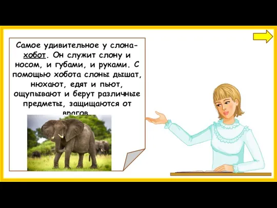 Самое удивительное у слона-хобот. Он служит слону и носом, и губами, и