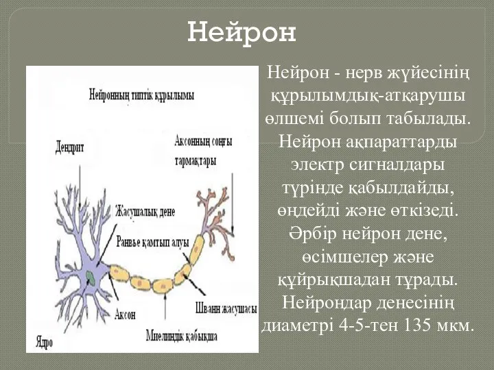 Нейрон Нейрон - нерв жүйесінің құрылымдық-атқарушы өлшемі болып табылады. Нейрон ақпараттарды электр