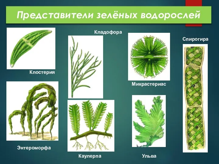 Представители зелёных водорослей Клостерия Энтероморфа Кладофора Каулерпа Микрастериас Ульва Спирогира