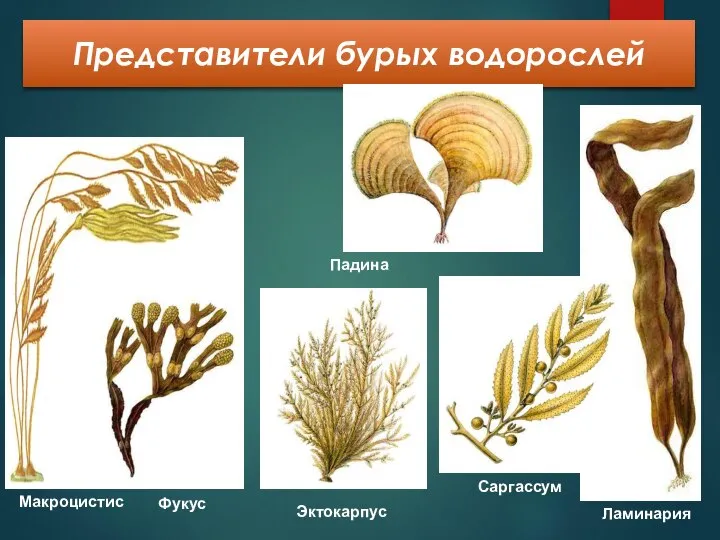 Представители бурых водорослей Ламинария Макроцистис Фукус Падина Эктокарпус Саргассум