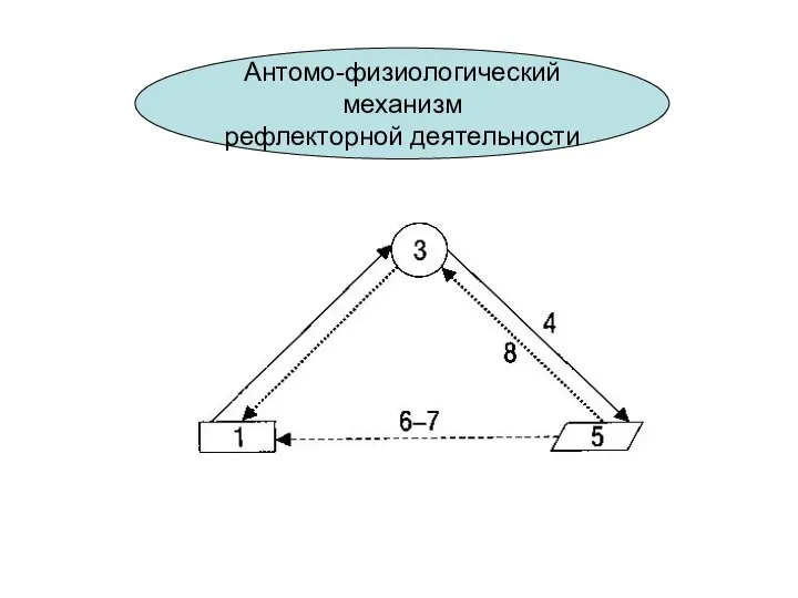 Антомо-физиологический механизм рефлекторной деятельности