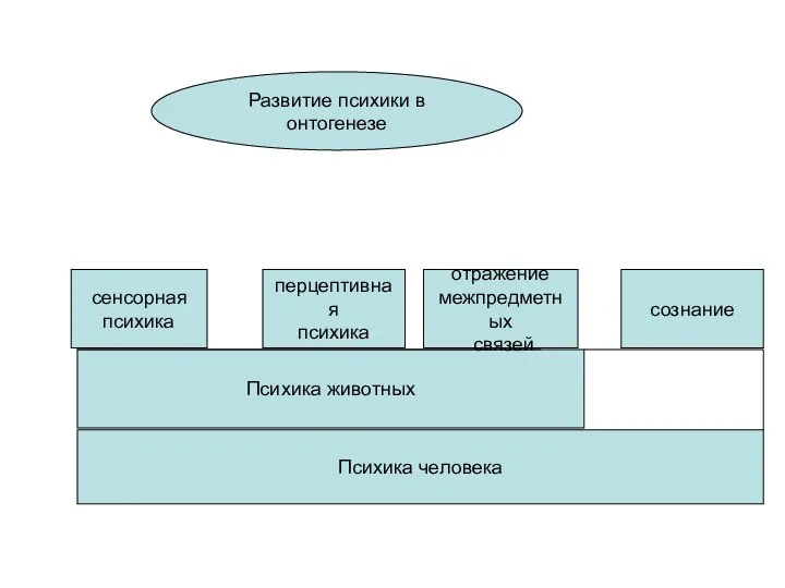 Психика человека Психика животных сознание отражение межпредметных связей перцептивная психика сенсорная психика Развитие психики в онтогенезе