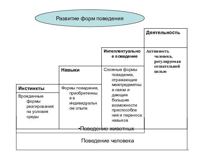 Поведение человека Поведение животных Развитие форм поведения