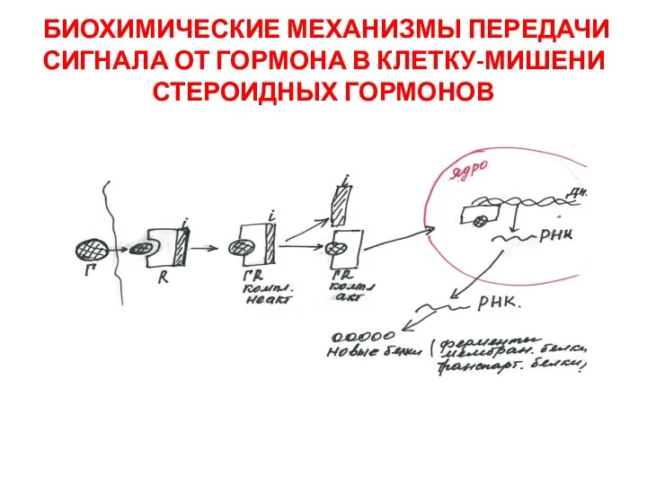 БИОХИМИЧЕСКИЕ МЕХАНИЗМЫ ПЕРЕДАЧИ СИГНАЛА ОТ ГОРМОНА В КЛЕТКУ-МИШЕНИ СТЕРОИДНЫХ ГОРМОНОВ