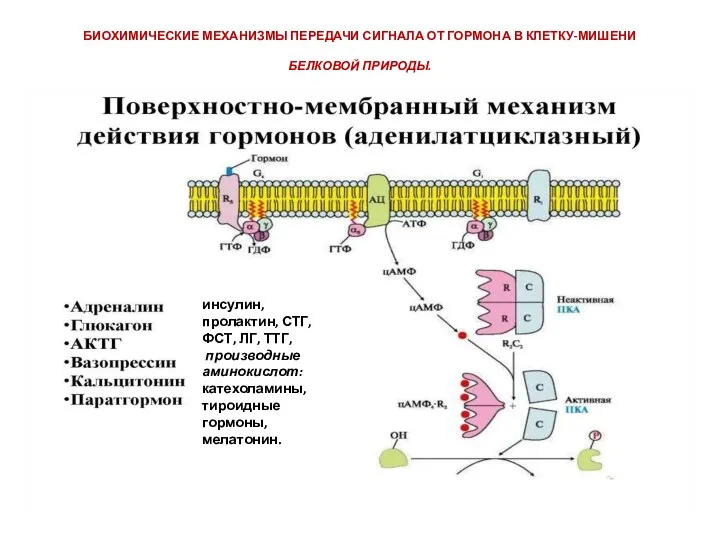 БИОХИМИЧЕСКИЕ МЕХАНИЗМЫ ПЕРЕДАЧИ СИГНАЛА ОТ ГОРМОНА В КЛЕТКУ-МИШЕНИ БЕЛКОВОЙ ПРИРОДЫ. инсулин, пролактин,