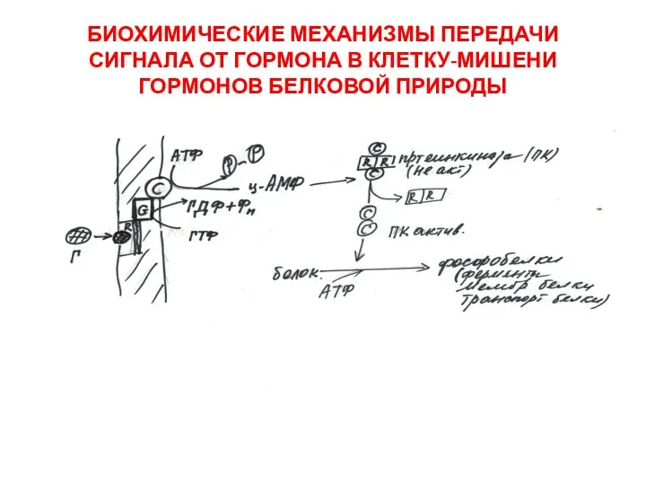 БИОХИМИЧЕСКИЕ МЕХАНИЗМЫ ПЕРЕДАЧИ СИГНАЛА ОТ ГОРМОНА В КЛЕТКУ-МИШЕНИ ГОРМОНОВ БЕЛКОВОЙ ПРИРОДЫ