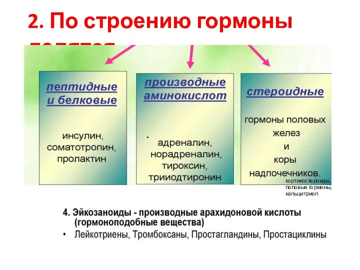 2. По строению гормоны делятся . кортикостероиды, половые гормоны, кальцитриол