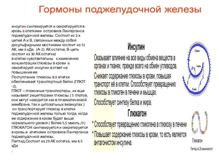 инсулин синтезируется и секретируется в кровь в клетками островков Лангерганса поджелудочной железы.