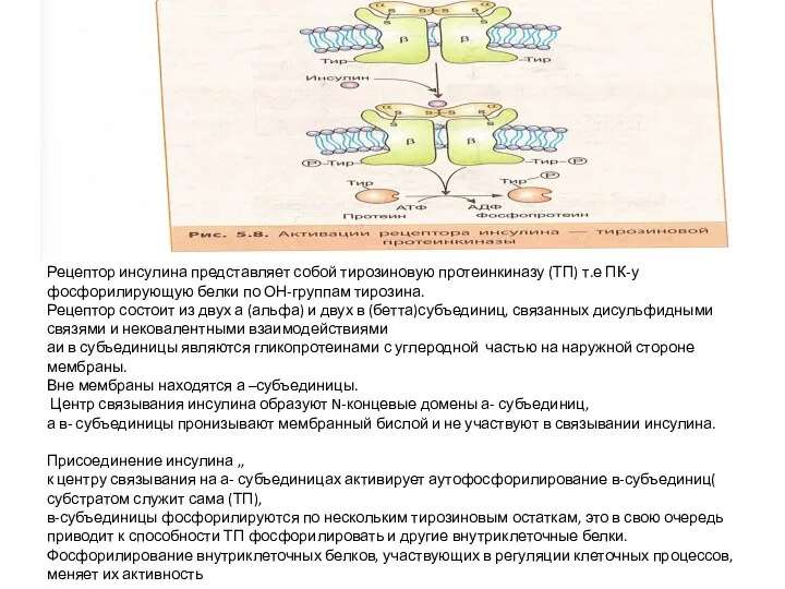 Рецептор инсулина представляет собой тирозиновую протеинкиназу (ТП) т.е ПК-у фосфорилирующую белки по