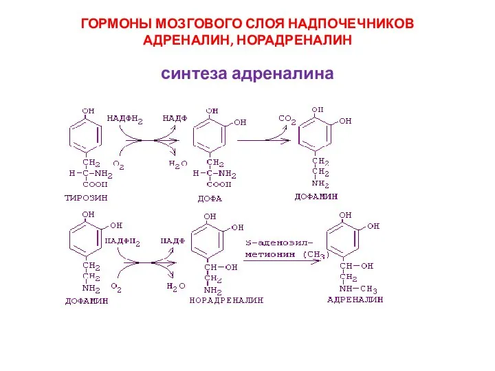 ГОРМОНЫ МОЗГОВОГО СЛОЯ НАДПОЧЕЧНИКОВ АДРЕНАЛИН, НОРАДРЕНАЛИН синтеза адреналина