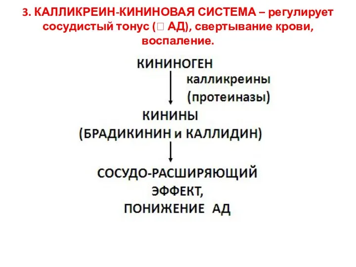 3. КАЛЛИКРЕИН-КИНИНОВАЯ СИСТЕМА – регулирует сосудистый тонус ( АД), свертывание крови, воспаление.