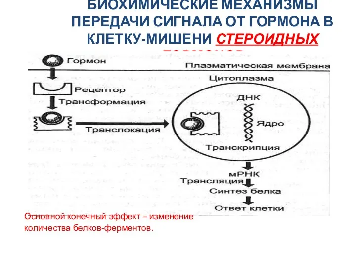 БИОХИМИЧЕСКИЕ МЕХАНИЗМЫ ПЕРЕДАЧИ СИГНАЛА ОТ ГОРМОНА В КЛЕТКУ-МИШЕНИ СТЕРОИДНЫХ ГОРМОНОВ . Основной