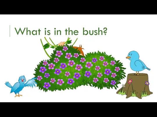 What is in the bush?