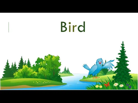 Bird