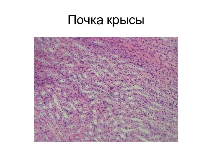 Почка крысы