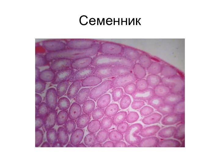 Семенник