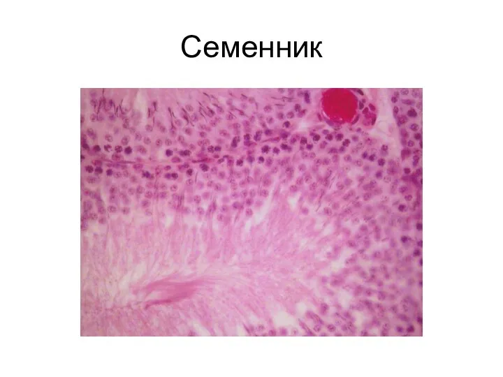 Семенник