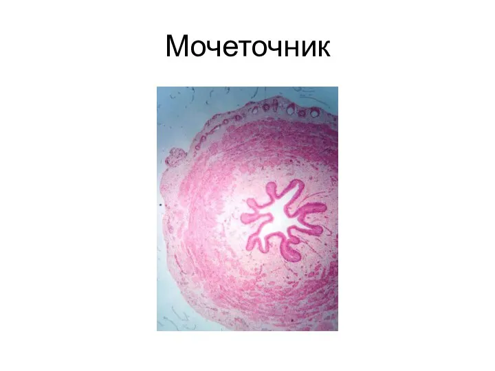 Мочеточник