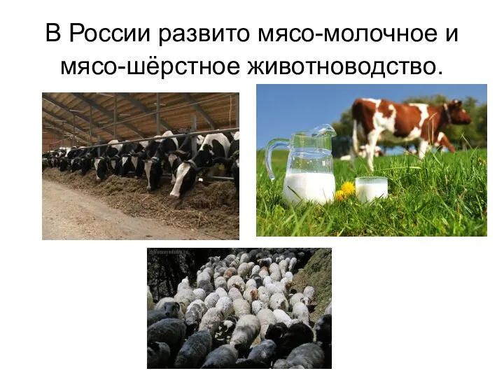 В России развито мясо-молочное и мясо-шёрстное животноводство.