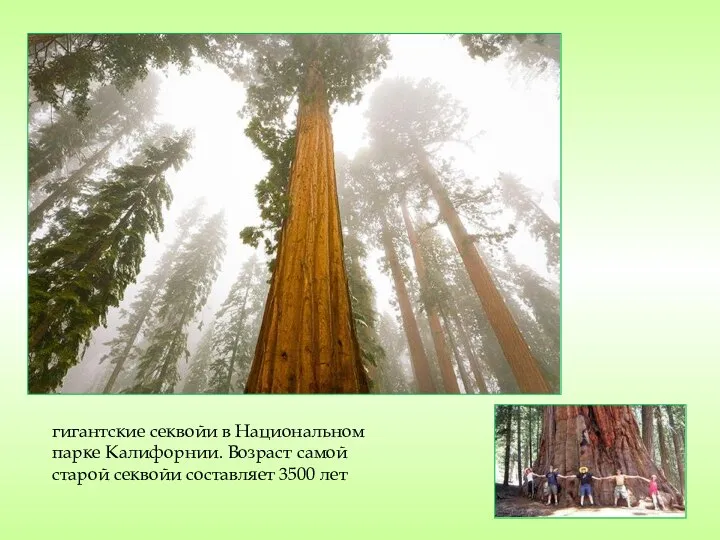 гигантские секвойи в Национальном парке Калифорнии. Возраст самой старой секвойи составляет 3500 лет
