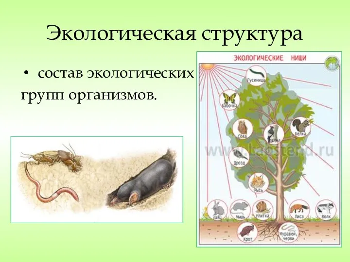 Экологическая структура состав экологических групп организмов.