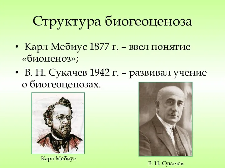 Структура биогеоценоза Карл Мебиус 1877 г. – ввел понятие «биоценоз»; В. Н.