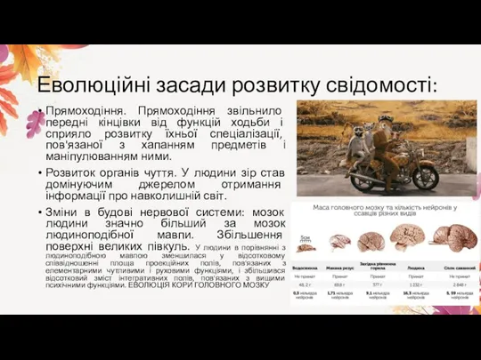 Еволюційні засади розвитку свідомості: Прямоходіння. Прямоходіння звільнило передні кінцівки від функцій ходьби