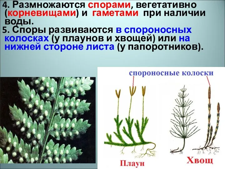 4. Размножаются спорами, вегетативно (корневищами) и гаметами при наличии воды. 5. Споры