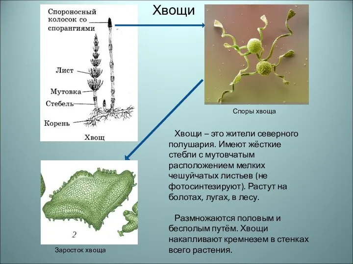 Споры хвоща Хвощи – это жители северного полушария. Имеют жёсткие стебли с