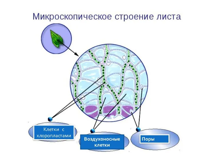 Клетки с хлоропластами Воздухоносные клетки Поры