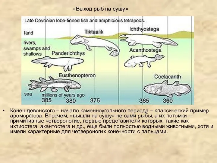 Конец девонского – начало каменноугольного периода – классический пример ароморфоза. Впрочем, «вышли